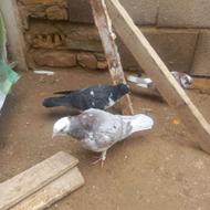 فروش کبوتر