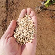 جومحلی تمیز