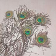 پر طاووس طبیعی