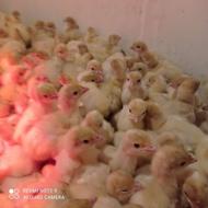 جوجه یک روزه بوقلمون بیوتی6 فوق سنگین