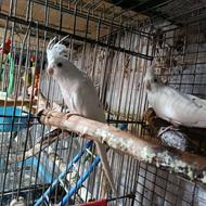 انواع عروس هلندی درهررنگ ونژاد