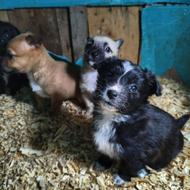 واگذاری سگ پاکوتاه فیندق سرابی