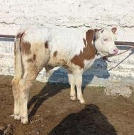 فروش گوساله سیمینتال نر درجه1 3ماهه 100کیلویی دربندرترکمن