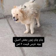 واگذاری سگ چاو چاو . چائو چائو