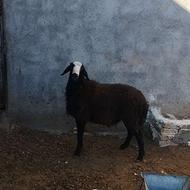 بره قوچی ناب