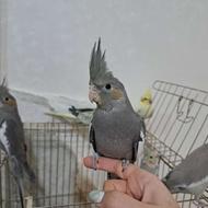 عروس هلندی فوق دستی