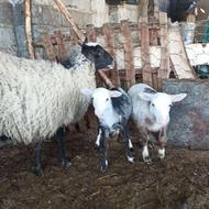 میش گوسفندجوان رومانف رومانوف رمانف رمانوف با بره عالی لاروف