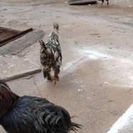 فروش مرغ وخروس