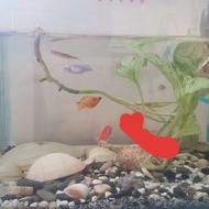 ماهی اکواریمی سرحال سالم