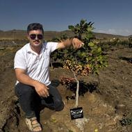 فروش نهال صنوبر گردو بادام سنجد زیتون پسته فندق پرتقال