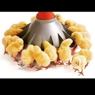 جوجه گوشتی راس