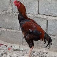 خروس لاری اصل سندی