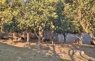 214 متر زمین فوری فروشی