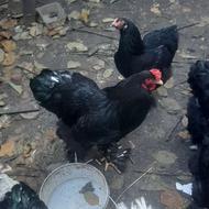 مرغ و خروس امپراطور بلک