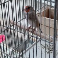 سهره کرمانی