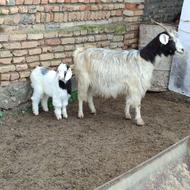 بزبزقاله دار با بزقاله ماده