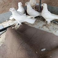 کبوتر سفید راعبی