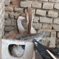 جفت قوغاز آفریقایی با غاز محلی ماده