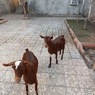 بز آهویی (صلاله عربی)