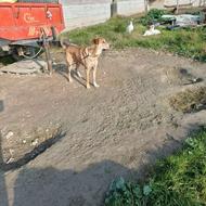 واگذاری سگ پژدر 10 ماهه