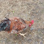 خروس وزن بالای 2ونیم از مادر متولد شده