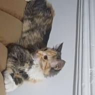 واگذاری گربه کالیکو