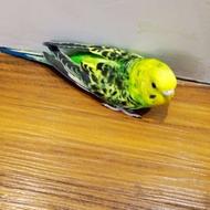 مرغ عشق انگلیسی ماده خوش رنگ تعویض با قفس