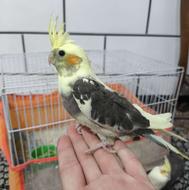 فروش فوری زیر قیمت