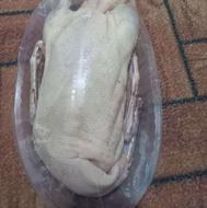 اردک بگ بگی محلی درشت