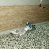 دو تا کبوتر هر دو تا نر