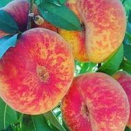 فروش انواع نهال گردو و نهال بادام و غیره