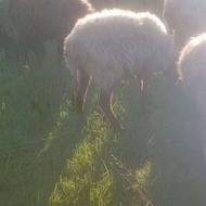 گوسفند وره ورکا بره