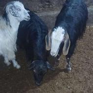 بزحوان آبستن