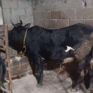 یک رأس گاو و گوساله نر