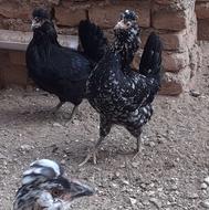 مرغ و خروس گلین