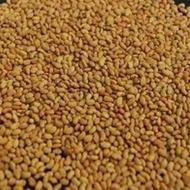 فروش بذر یونجه