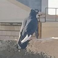 این کاکلی فروشیه