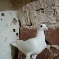 جوانه نرسفیدآلمانی کرمونی