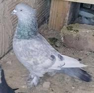 کفترکاشمر فوری فوری