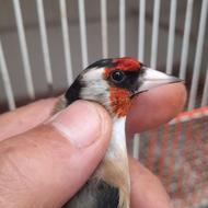 سهره نر همه مدل بخون