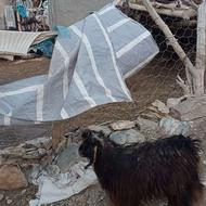 دو گوسفند ماده