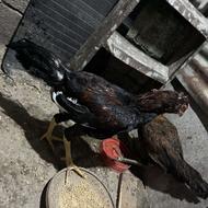 مرغ و خروس لاری