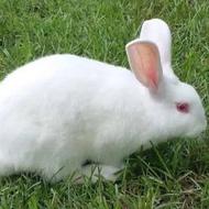 خریدار خرگوش نر