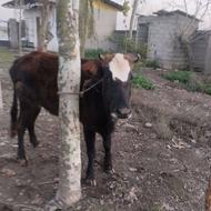 گاو دورگ محلی