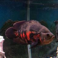 یک عدد ماهی اسکار گوشخوار