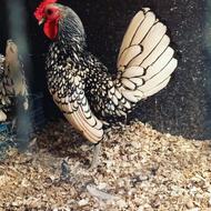 یه جفت سبرایت