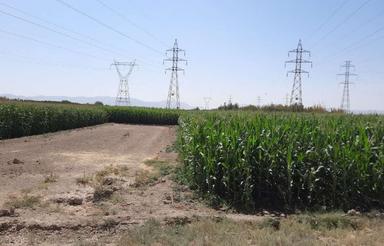 300متر زمین کشاورزی