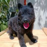 واگذار توله ژرمن بلک نر و ماده