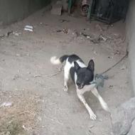 واگذاری سگ گرک اصل..