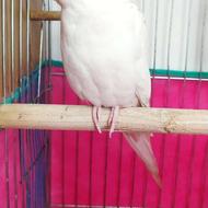 پرنده مولد دستی